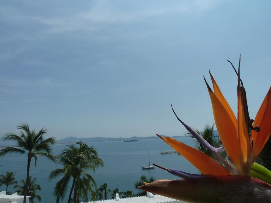 Dolphin Cove Inn Manzanillo Exteriér fotografie